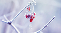 【小寒節(jié)氣】時處二三九，臘月梅花開！